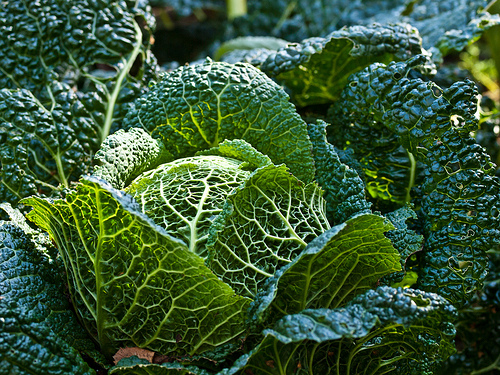 Cabbage - Flickr - wwarby
